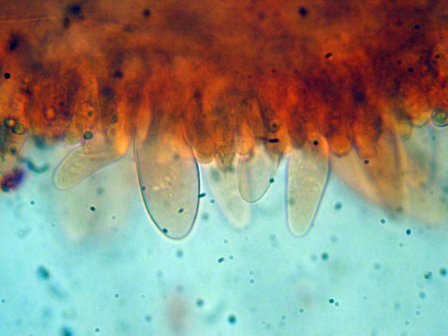 Pluteus secc. Hispidoderma (cfr. P. semibulbosus)